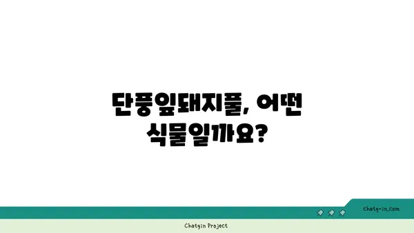 단풍잎돼지풀, 알아야 할 모든 것 | 생태, 피해, 제거, 관리, 주의사항