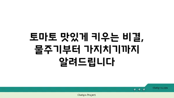 토마토 맛있게 키우는 꿀팁| 집에서 쉽게 성공하는 재배 가이드 | 토마토, 재배, 텃밭, 꿀팁, 가이드