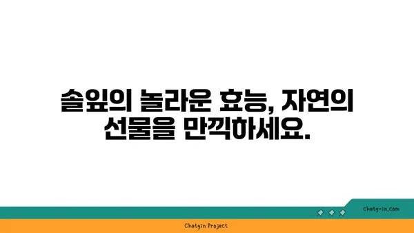 소나무의 놀라운 효능과 활용법| 건강, 미용, 환경까지! | 소나무 효능, 소나무 활용, 소나무 차, 소나무 솔잎