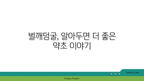 벌깨덩굴, 약초로 알아보는 효능과 부작용 | 벌깨덩굴 효능, 벌깨덩굴 부작용, 벌깨덩굴 차, 벌깨덩굴 식용