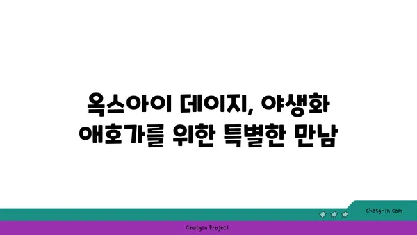 옥스아이 데이지| 야생화 애호가를 위한 매력적인 만남 | 야생화, 꽃말, 재배, 관리