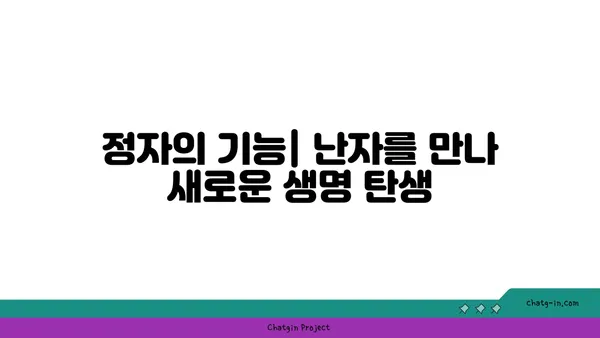 정자의 역할과 기능| 생명 탄생의 비밀  | 생식, 수정, 남성 생식기, 정자 생성