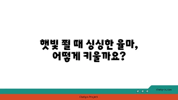 율마 키우기 완벽 가이드| 햇빛, 물주기, 분갈이, 병충해 관리까지 | 율마, 허브, 식물 키우기, 실내 정원