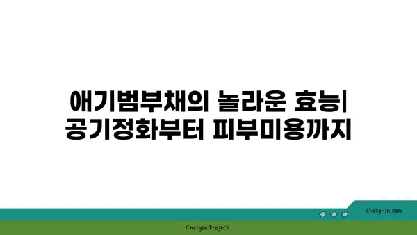 애기범부채 키우기 완벽 가이드 | 잎꽂이, 물꽂이, 번식, 관리법, 효능