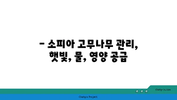 소피아 고무나무 키우기 완벽 가이드 | 실내 식물, 관리법, 번식, 병해충