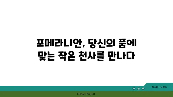 포메라니안 입양 가이드| 건강하고 행복한 삶을 위한 완벽한 준비 | 포메라니안 분양, 포메라니안 특징, 포메라니안 키우기