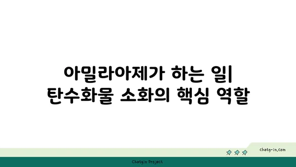 아밀라아제의 모든 것| 소화 효소의 역할, 작용 메커니즘, 그리고 부족 증상 | 소화, 효소, 건강