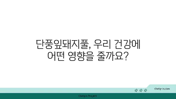 단풍잎돼지풀, 알아야 할 모든 것 | 생태, 피해, 제거, 관리, 주의사항