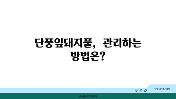 단풍잎돼지풀, 알아야 할 모든 것 | 생태, 피해, 제거, 관리, 주의사항