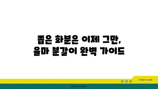 율마 키우기 완벽 가이드| 햇빛, 물주기, 분갈이, 병충해 관리까지 | 율마, 허브, 식물 키우기, 실내 정원