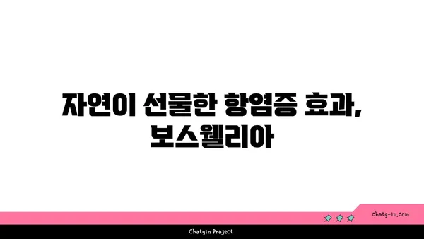 보스웰리아의 놀라운 효능| 염증 완화부터 관절 건강까지 | 보스웰리아, 건강, 효능, 염증, 관절, 천연, 항염증