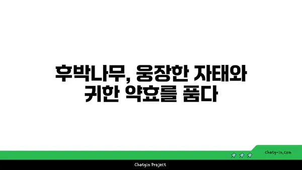 후박나무의 모든 것|  특징, 효능, 재배, 그리고 전설 |  나무, 약용식물, 전통지식, 생태