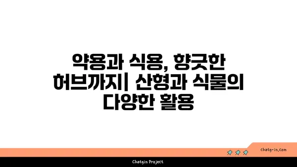 산형과 식물의 매력| 종류별 특징과 재배 가이드 | 산형과, 약용식물, 허브, 꽃, 식물 정보