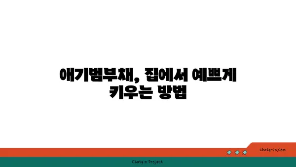 애기범부채 키우기 완벽 가이드 | 잎꽂이, 물꽂이, 번식, 관리법, 효능